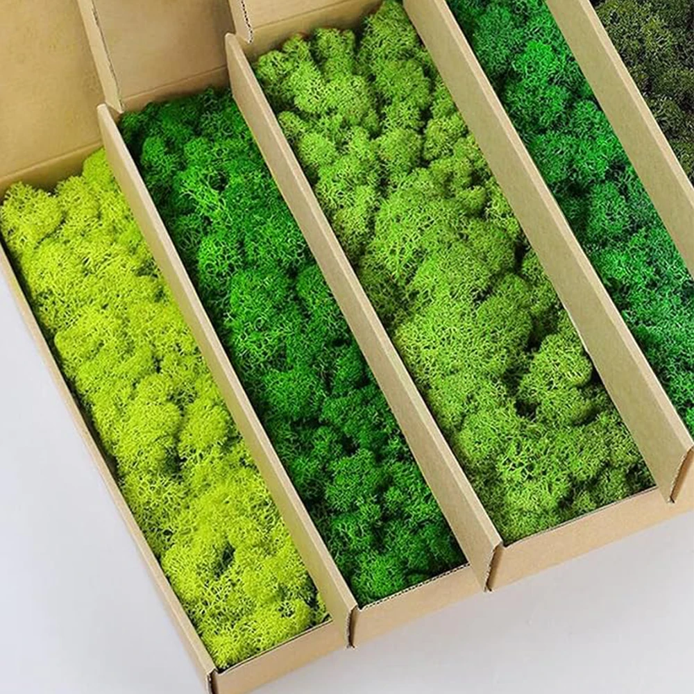 20-200G Tanaman Hijau Buatan R - Terrarium Moss Art ulasan dan harga