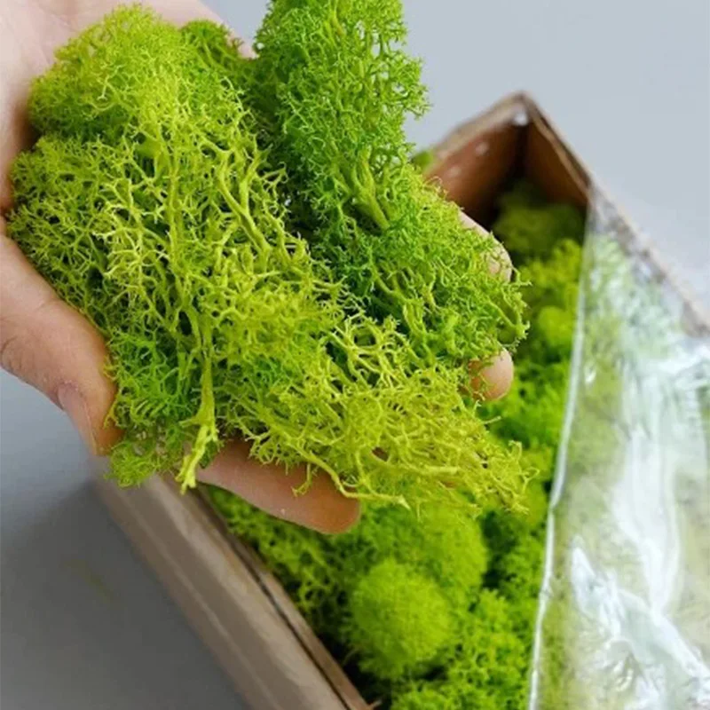 20-200G Tanaman Hijau Buatan R - Terrarium Moss Art ulasan dan harga